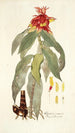 Alpinia comosa - Nikolaus Joseph Freiherr von Jacquin — vista dell’opera