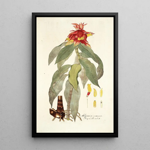 Nikolaus Joseph Freiherr von Jacquin - Alpinia comosa.webp