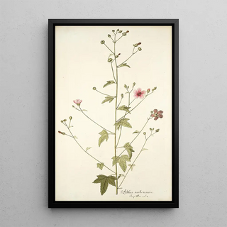 Nikolaus Joseph Freiherr von Jacquin - Althaea narbonensis.webp