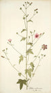 Althaea narbonensis - Nikolaus Joseph Freiherr von Jacquin — vista dell’opera