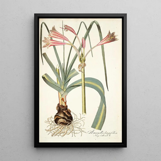 Nikolaus Joseph Freiherr von Jacquin - Amaryllis longifolia.webp