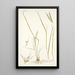 Andropogon distachyos - Nikolaus Joseph Freiherr von Jacquin — quadro incorniciato alla parete