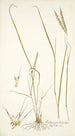 Andropogon distachyos - Nikolaus Joseph Freiherr von Jacquin — vista dell’opera