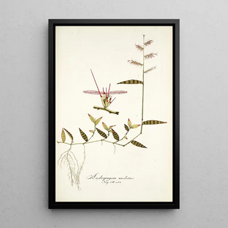 Nikolaus Joseph Freiherr von Jacquin - Andropogon undatus.webp