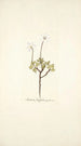 Anemone fragifera - Nikolaus Joseph Freiherr von Jacquin — vista dell’opera