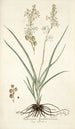 Anthericum bipedunculatum - Nikolaus Joseph Freiherr von Jacquin — vista dell’opera
