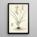 Anthericum bipedunculatum - Nikolaus Joseph Freiherr von Jacquin — quadro incorniciato alla parete