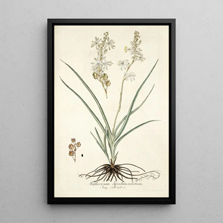 Nikolaus Joseph Freiherr von Jacquin - Anthericum bipedunculatum.webp