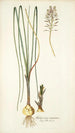 Anthericum exuviatum - Nikolaus Joseph Freiherr von Jacquin — vista dell’opera