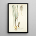 Anthericum exuviatum - Nikolaus Joseph Freiherr von Jacquin — quadro incorniciato alla parete