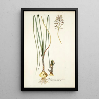 Nikolaus Joseph Freiherr von Jacquin - Anthericum exuviatum.webp