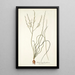 Anthericum flexifolium - Nikolaus Joseph Freiherr von Jacquin — quadro incorniciato alla parete