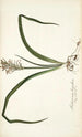 Anthericum hispidum - Nikolaus Joseph Freiherr von Jacquin — vista dell’opera