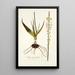 Anthericum latifolium - Nikolaus Joseph Freiherr von Jacquin — quadro incorniciato alla parete
