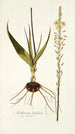 Anthericum latifolium - Nikolaus Joseph Freiherr von Jacquin — vista dell’opera