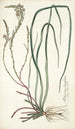 Anthericum longifolium - Nikolaus Joseph Freiherr von Jacquin — vista dell’opera
