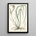 Anthericum longifolium - Nikolaus Joseph Freiherr von Jacquin — quadro incorniciato alla parete