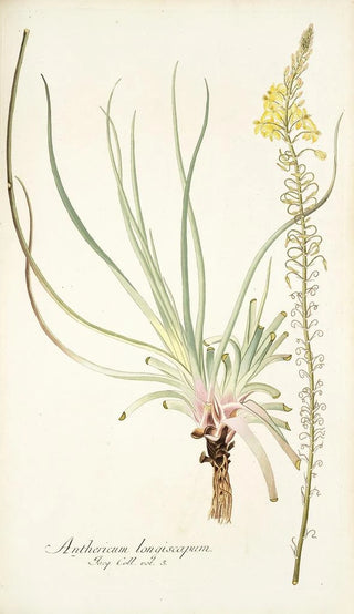 Nikolaus Joseph Freiherr von Jacquin - Anthericum longiscapum.webp