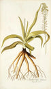 Anthericum nutans - Nikolaus Joseph Freiherr von Jacquin — vista dell’opera