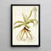Anthericum nutans - Nikolaus Joseph Freiherr von Jacquin — quadro incorniciato alla parete