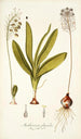 Anthericum physodes - Nikolaus Joseph Freiherr von Jacquin — vista dell’opera
