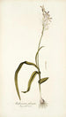 Anthericum pilosum - Nikolaus Joseph Freiherr von Jacquin — vista dell’opera