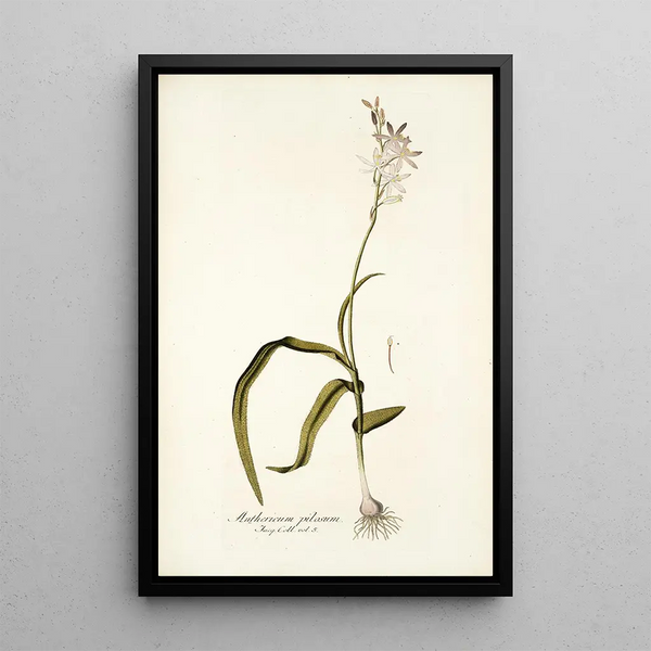 Nikolaus Joseph Freiherr von Jacquin - Anthericum pilosum.webp