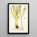 Anthericum praemorsum - Nikolaus Joseph Freiherr von Jacquin | Reproduction — quadro incorniciato alla parete