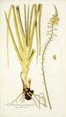 Anthericum praemorsum - Nikolaus Joseph Freiherr von Jacquin | Reproduction — vista dell’opera