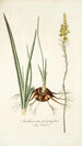 Anthericum pugioniforme - Nikolaus Joseph Freiherr von Jacquin — vista dell’opera
