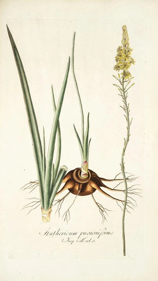 Nikolaus Joseph Freiherr von Jacquin - Anthericum pugioniforme.webp