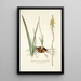 Anthericum pugioniforme - Nikolaus Joseph Freiherr von Jacquin — quadro incorniciato alla parete