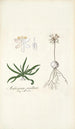 Anthericum pusillum - Nikolaus Joseph Freiherr von Jacquin — vista dell’opera