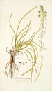 Anthericum rostratum - Nikolaus Joseph Freiherr von Jacquin — vista dell’opera