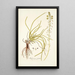 Anthericum rostratum - Nikolaus Joseph Freiherr von Jacquin — quadro incorniciato alla parete