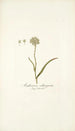 Anthericum subtrigynum - Nikolaus Joseph Freiherr von Jacquin — vista dell’opera