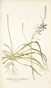 Anthericum undulatum - Nikolaus Joseph Freiherr von Jacquin — vista dell’opera
