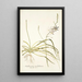 Anthericum undulatum - Nikolaus Joseph Freiherr von Jacquin — quadro incorniciato alla parete