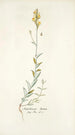 Antirrhinum hirtum - Nikolaus Joseph Freiherr von Jacquin — vista dell’opera