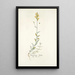 Antirrhinum hirtum - Nikolaus Joseph Freiherr von Jacquin — quadro incorniciato alla parete