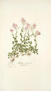 Arabis ovirensis - Nikolaus Joseph Freiherr von Jacquin — vista dell’opera