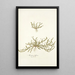 Arenaria biflora - Nikolaus Joseph Freiherr von Jacquin — quadro incorniciato alla parete