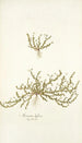 Arenaria biflora - Nikolaus Joseph Freiherr von Jacquin — vista dell’opera