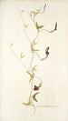 Aristolochia bilobata - Nikolaus Joseph Freiherr von Jacquin — vista dell’opera