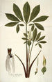 Arum helleborifolium - Nikolaus Joseph Freiherr von Jacquin — vista dell’opera