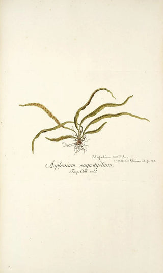Nikolaus Joseph Freiherr von Jacquin - Asplenium angustifolium.webp