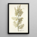 Astragalus asper - Nikolaus Joseph Freiherr von Jacquin — quadro incorniciato alla parete