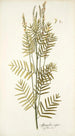 Astragalus asper - Nikolaus Joseph Freiherr von Jacquin — vista dell’opera