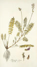 Astragalus hians - Nikolaus Joseph Freiherr von Jacquin — vista dell’opera