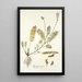Astragalus hians - Nikolaus Joseph Freiherr von Jacquin — quadro incorniciato alla parete